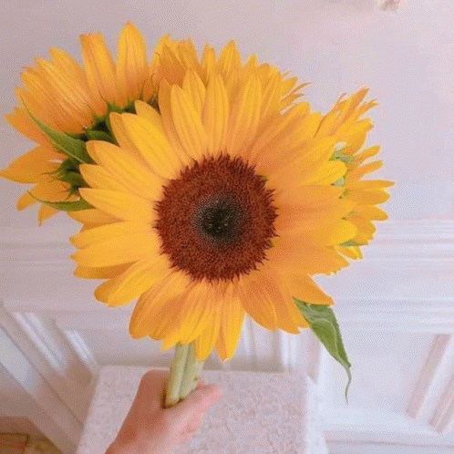 My Favorite Sunflower GIF - My Favorite Sunflower GIFs