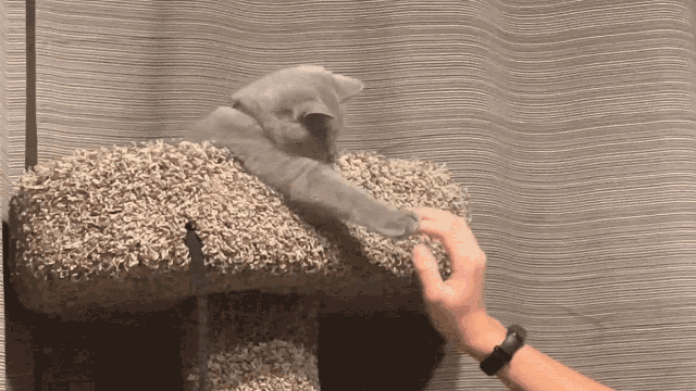 a person playing with a cat on a cat tree