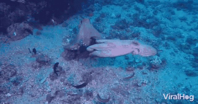 Under The Sea Octopus GIF - Under The Sea Octopus Swim GIFs