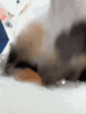 a close up of a cat 's face with a blurred background