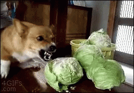 Dog Cabbage GIF - Dog Cabbage Mad GIFs