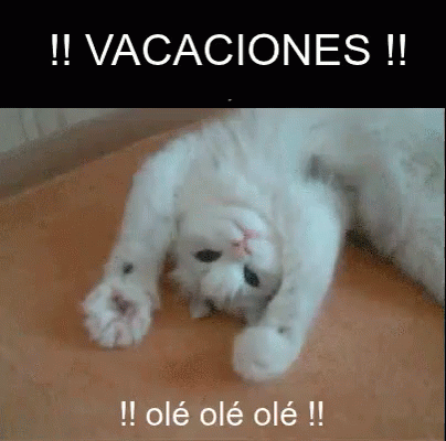 Vacaciones Olé Olé Olé GIF - Vacaciones Gatito Ole GIFs