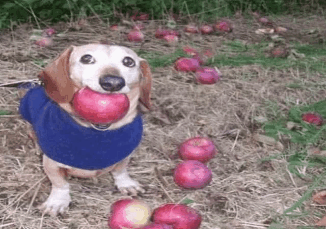 a dachshund wearing a blue shirt is holding an apple in its mouth