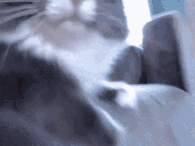 a close up of a cat 's face looking at the camera