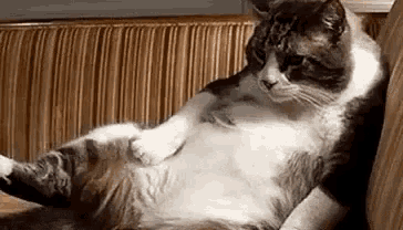 a cat is laying on its back on a couch with its paws on its belly .