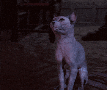 My Conclusion She'S A Liar GIF - My Conclusion She'S A Liar Cat GIFs