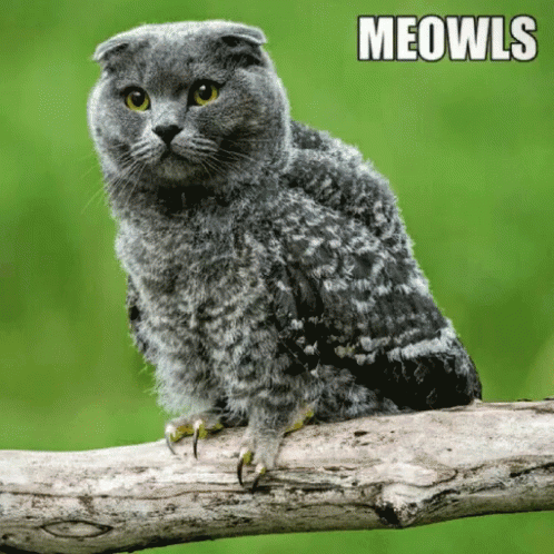 Meowls Cats GIF - Meowls Owl Cats GIFs