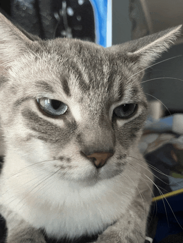 a close up of a cat 's face with a serious look on its face