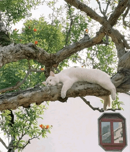 a white cat is sleeping on a tree branch next to a window