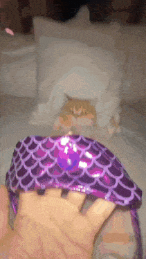a cat laying on a bed with a purple bra on