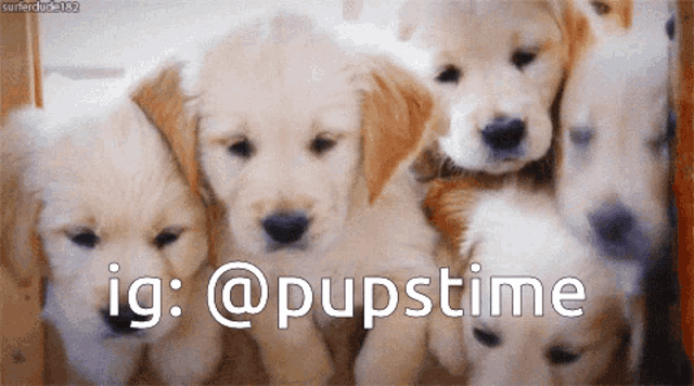a bunch of puppies are sitting next to each other and the caption says ig @pupstime