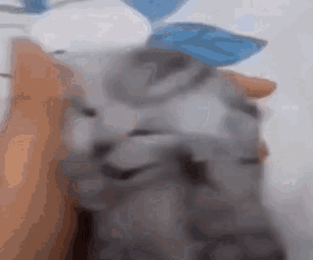 Cat Roar GIF - Cat Roar GIFs