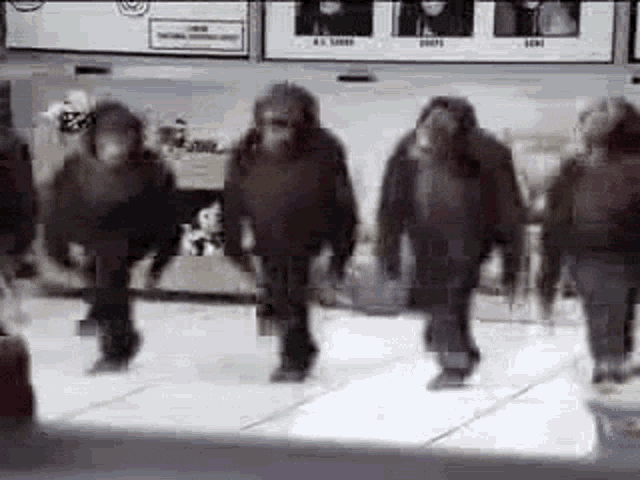 Monkey Dance GIF - Monkey Dance GIFs