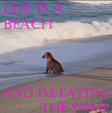 a dog sitting on a beach with the words life is a beach and im eating the snap