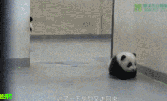 Nope.. Get Back Here! GIF - Baby Panda Animal GIFs