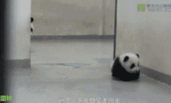 a panda bear walking next to a baby panda bear laying on the floor