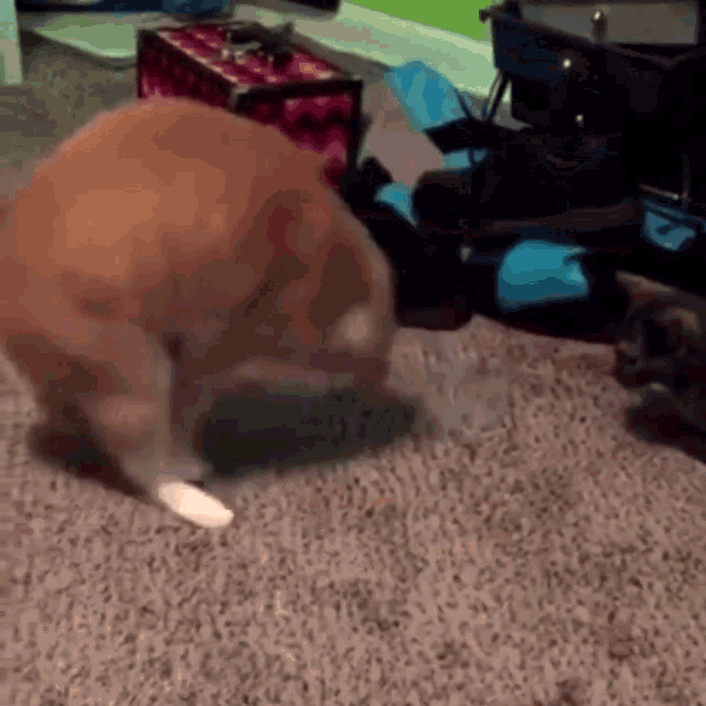 a cat standing on its hind legs on a carpeted floor