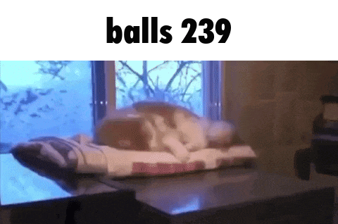 a cat is laying on a bed with the words balls 239 written above it