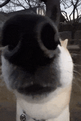 a close up of a dog 's nose with a bell on it