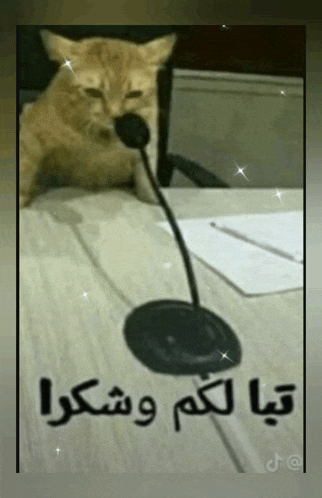 a cat sitting at a table with a microphone and arabic writing