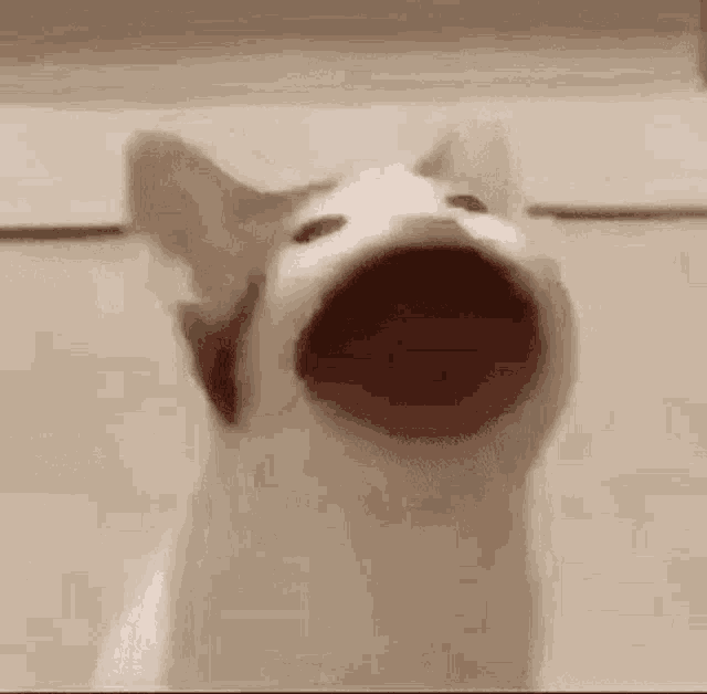 a close up of a cat with its mouth open and looking at the camera .