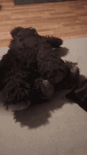 a black dog is laying on a white rug