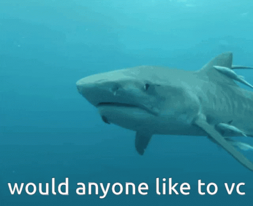 Voice Chat Vc Fish GIF - Voice Chat Vc Fish Tiger Shark Vc GIFs