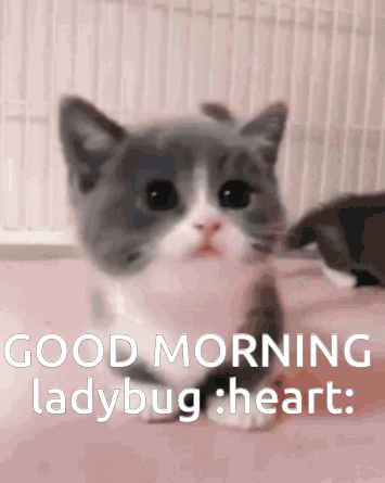 Good Morning Ladybug Randomtagsoicanfindthisgiflolz GIF