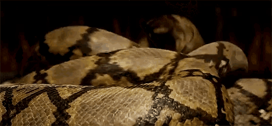 a close up of a snake 's skin in a dark room