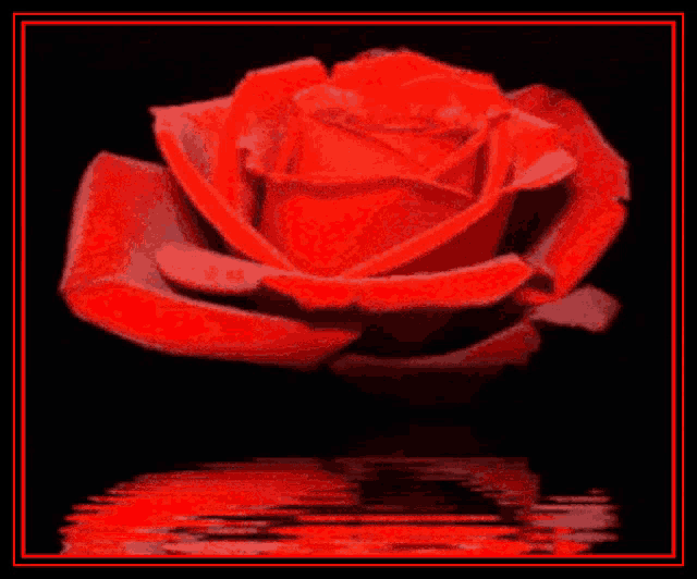 a red rose is reflected in the water on a black background .