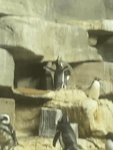 Penguin Screaming GIF - Penguin Screaming GIFs