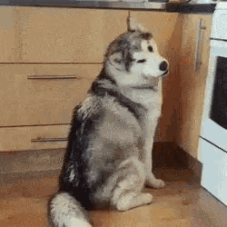 a husky dog is sitting on a wooden floor in a kitchen next to a stove .
