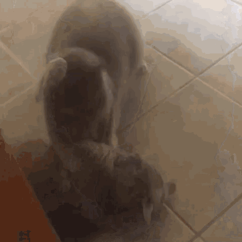 a couple of cats are playing on a tiled floor .
