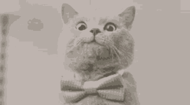a cat is wearing a bow tie and looking up at the camera .