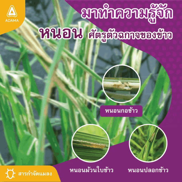 a picture of a plant in a foreign language with a purple background