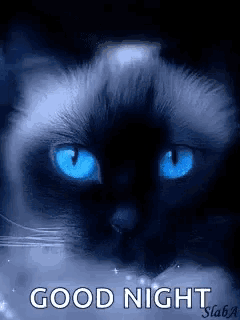 a black cat with blue eyes and the words `` good night '' on it .