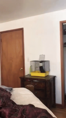 Rabbit Jumps GIF - Rabbit Jumps Out GIFs