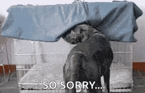 an elephant is standing under a blue blanket with the words `` so sorry '' written on it .