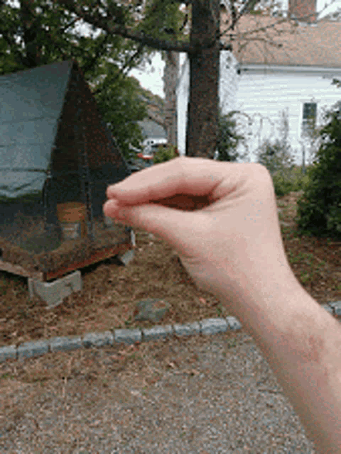 a person 's hand is holding a small object in front of a chicken coop