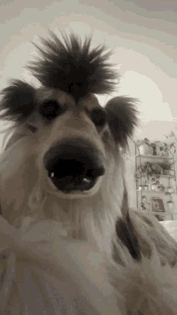 Rupert Poopert Dog GIF - Rupert Poopert Dog Sniff GIFs