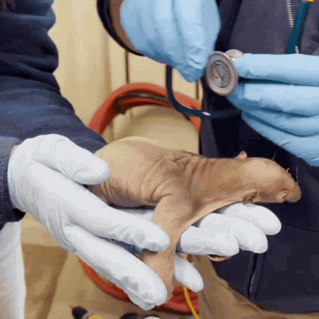 a person wearing blue gloves holds a small animal with a stethoscope