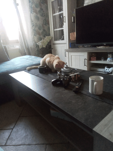 Cat On The Table GIF - Cat On The Table GIFs
