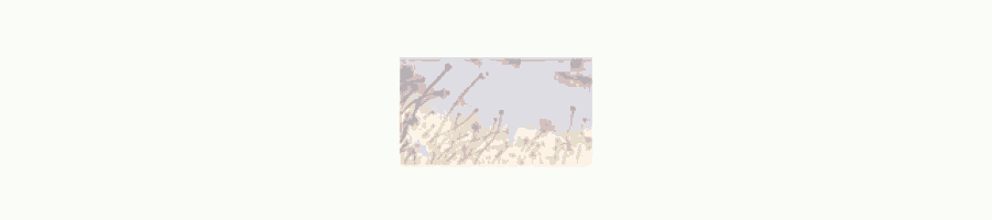 a picture of a field of flowers with a blue sky in the background .