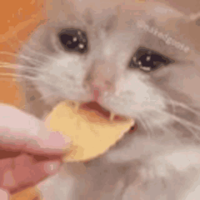 a close up of a cat eating a piece of food .