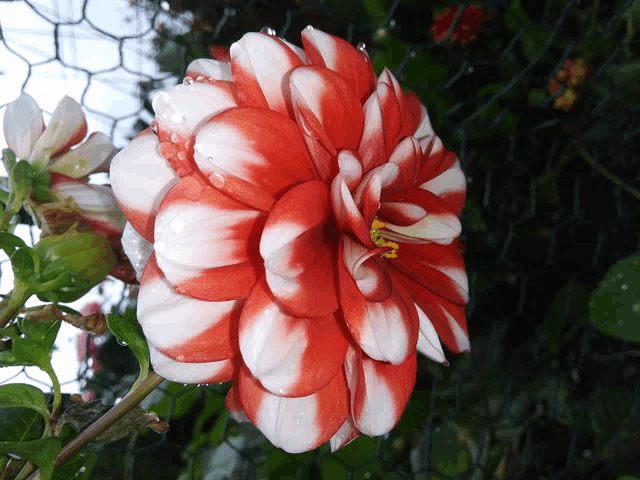 a red and white flower with water drops on the petals
