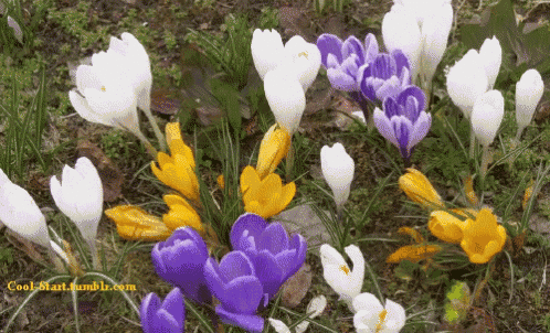 a bunch of purple and yellow flowers with the website cool-start.tumblr.com in the background
