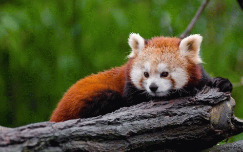 Panda Panda Rojo GIF - Panda Panda Rojo GIFs
