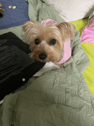 a small dog wearing a pink shirt is laying on a blanket