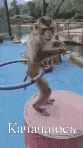 a monkey is standing on top of a pink barrel with a hula hoop around its neck .