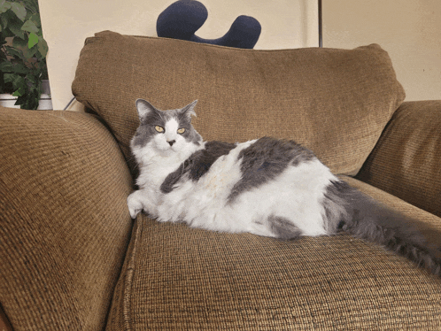 a gray and white cat is laying on a brown chair